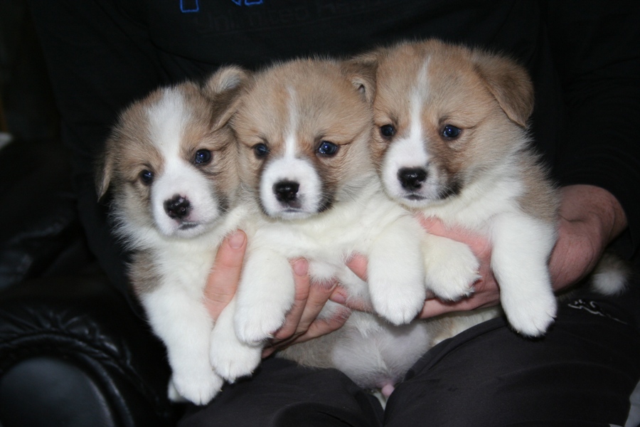 Puppies
